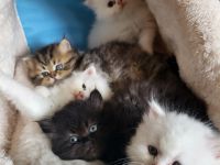 Reinrassige Perserkitten