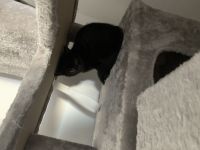 3baby Katzen komplett schwarz