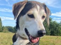 Portia, geb. ca. 06/2017, lebt auf einer Pflegestelle in 21220 Seevetal