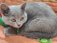 Wunderschöne BKH Kitten