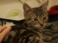 Babykatze sucht Zuhause