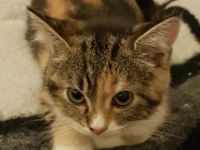 Babykatze sucht Zuhause
