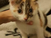 Babykatze sucht Zuhause