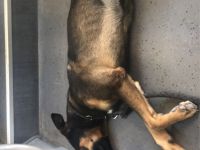 Dobermann husky mischling