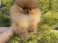 Pomeranian