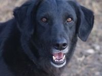 Swarzi, geb. 02/2018, lebt in GRIECHENLAND, im städt. Tierheim Serres