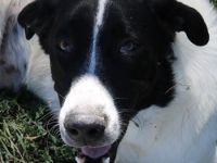 Rubin, geb. ca. 03/2019, lebt in GRIECHENLAND, im städt. Tierheim Serres