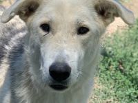 Boybro, geb. ca. 04/2019, lebt in GRIECHENLAND, im städt. Tierheim Serres