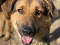 Yassin, geb. ca. 06/2020, lebt in GRIECHENLAND, im städt. Tierheim Serres