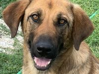 Xawi, geb. ca. 12/2019, lebt in GRIECHENLAND, im städt. Tierheim Serres