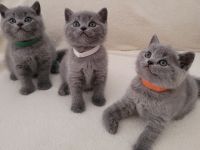 Reinrassige britisch Kurzhaar