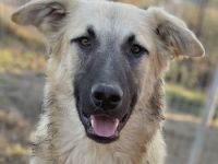 Arlo, geb. ca. 02/2023, lebt in GRIECHENLAND, im städt. Tierheim Serres