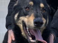 Niles, geb. ca. 05/2019, lebt in GRIECHENLAND, im städt. Tierheim Serre