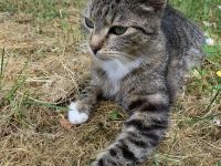 Getigerte Katze abzugeben