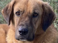 Maletto, geb. ca. 09/2018, lebt in GRIECHENLAND, im städt. Tierheim Serres