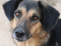 Kitaro, geb. 01/2019, lebt in GRIECHENLAND, im städt. Tierheim Serres