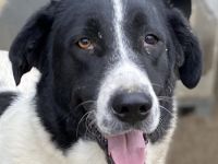 Kastor, geb. 01/2019, lebt in GRIECHENLAND, im städt. Tierheim Serres