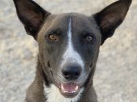 Einstein, geb. ca. 09/2020, lebt in GRIECHENLAND, im städt. Tierheim Serres