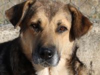 Drew, geb. ca. 05/2020, lebt in GRIECHENLAND auf einem Gelände