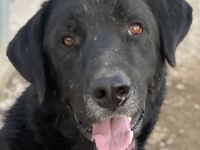 Cupid, geb. ca. 03/2020, lebt in GRIECHENLAND, im städt. Tierheim Serres