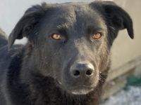 Acero, geb. ca. 01/2019, lebt in GRIECHENLAND, im städt. Tierheim Serres