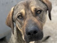 Waldo, geb. ca. 06/2022, lebt in GRIECHENLAND, im städt. Tierheim Serres