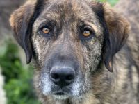 Theo, geb. ca. 04/2022, lebt in GRIECHENLAND, im städt. Tierheim Serres