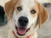 Nikki, geb. ca. 06/2022, lebt in GRIECHENLAND, im städt. Tierheim Serres