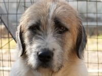 Maylo, geb. ca. 06/2022, lebt in GRIECHENLAND, auf einer privaten Pflegestelle