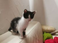 Total suesse und verspielte