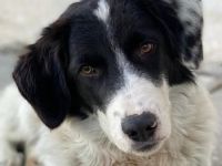 Harbin, geb. ca. 05/2022, lebt in GRIECHENLAND, im städt. Tierheim Serres