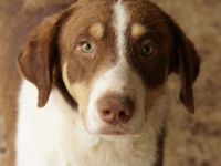 Cash, geb. ca. 05/2020, lebt in GRIECHENLAND, auf einer privaten Pflegestelle