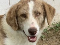 Baruso, geb. ca. 05/2020, lebt in GRIECHENLAND, auf einer privaten Pflegestelle