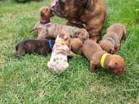 Old english Bulldog Welpen