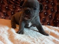 Welpen französische Bulldogen in blau geboren Anfang Juli