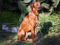 Rhodesian Ridgeback Deckrüde * Shangani Omondi Abubakar *