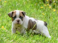 Französische Bulldogge Welpe