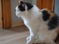 Henny eine sibirische Lady