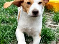 Reinrassiger Beagle Welpe Rüde direkt vom Züchter