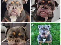 Old englisch Bulldogge sucht ruhiges Körbchen für Lebensabend