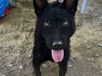 Oliver, freundlicher, lustiger, lebensfroher, aktiver Hundejunge will noch mächtig viel Spaß haben