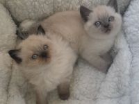 BKH kitten suchen zuhause