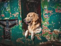 Flat Coated Retriver in Gelb Deckrüde