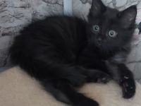 Siam/bkh kitten      letzten beide Mädels suchen ihr Traum Zuhause