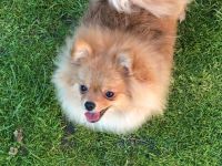 Zwergspitz Pomeranian teddy Weibchen