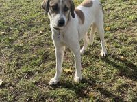 Menios auf der Suche nach Liebe und Geborgenheit