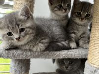 Kitten Britisch Kurzhaar
