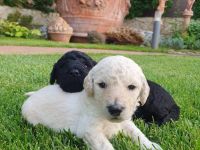 Pudelwelpen mit Pedigree aus Championship-Familie 1200 Euro (Lieferung in ganzen EU)