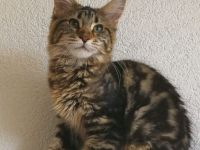 Maine Coon Girl