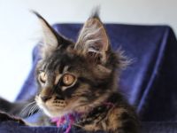 Coonies vom Calverbühl